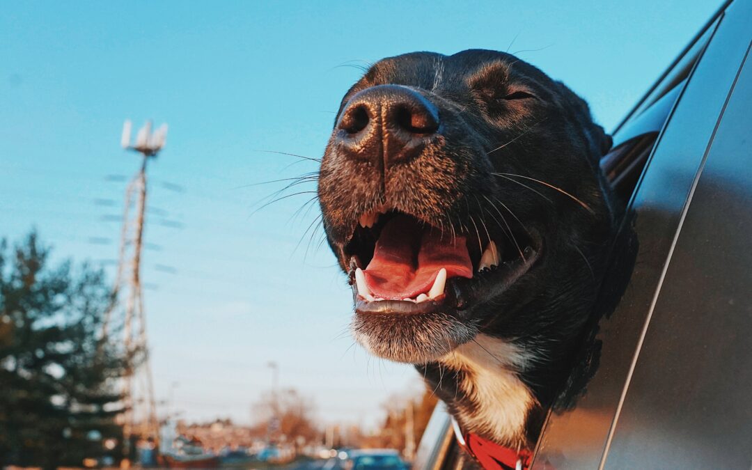Which Portable Pet Water System Wins?